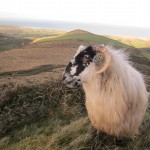 Sheep on the mountain at Gleann na nGealt