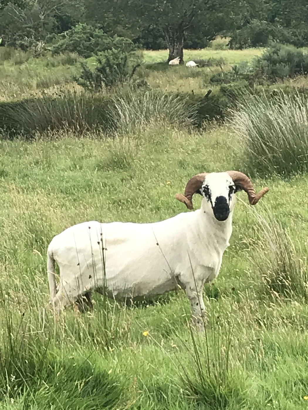 A sheep resting among long grass on the family farm in Gleann na nGealt
